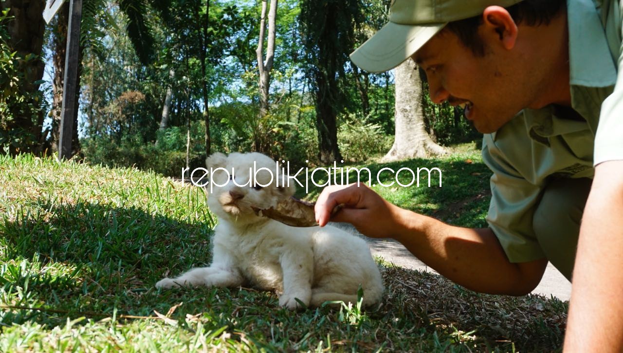 HADIAH - Baby White Lion (bayi singa putih) yang berusia sekitar tiga minggu ini menjadi kado Hari Ulang Tahhun Kemerdekaan Republik Indonesia yang ke-73 untuk Taman Safari Prigen (TSP), Kabupaten Pasuruan, Jumat (17/08/2018).