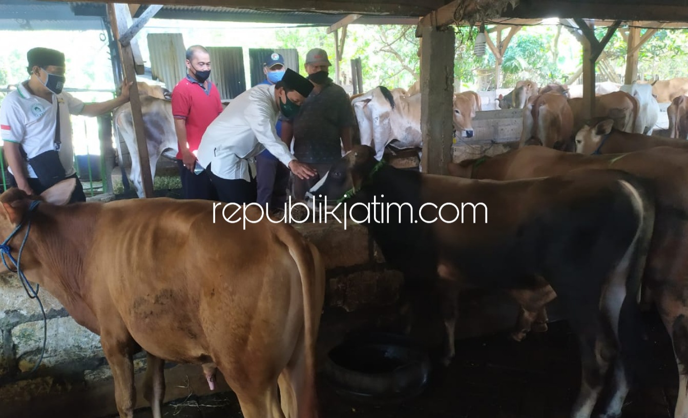 TERNAK SAPI - Bacabup Sidoarjo, Bambang Haryo Soekartono (BHS) mengamati ratusan sapi milik peternak di Desa Pertapan Maduretno, Kecamatan Taman, Sidoarjo yang pernah mendapatkan bantuan 57 ekor sapi dari pemerintah pusat, Rabu (19/08/2020).