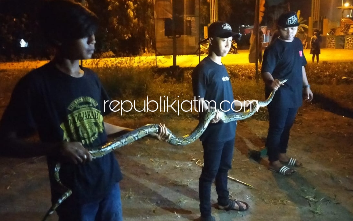 EVAKUASI - Proses evakuasi ular Sanca Kembang dilakukan Rama dan kawan-kawannya dari selokan area Perum TAS 6 Desa Suwaluh, Kecamatan Balongbendo, Sidoarjo, Selasa (01/09/2020) malam.
