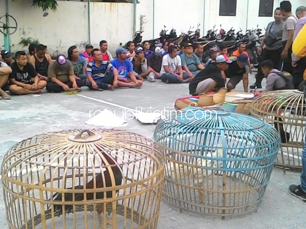 DIGREBEG - Satuan Sabhara, Polresta Sidoarjo menggerebeg arena judi ayam di Dusun Kendal, Desa Pangkemiri, Kecamatan Tulangan, Sidoarjo, Sabtu (01/09/2018).