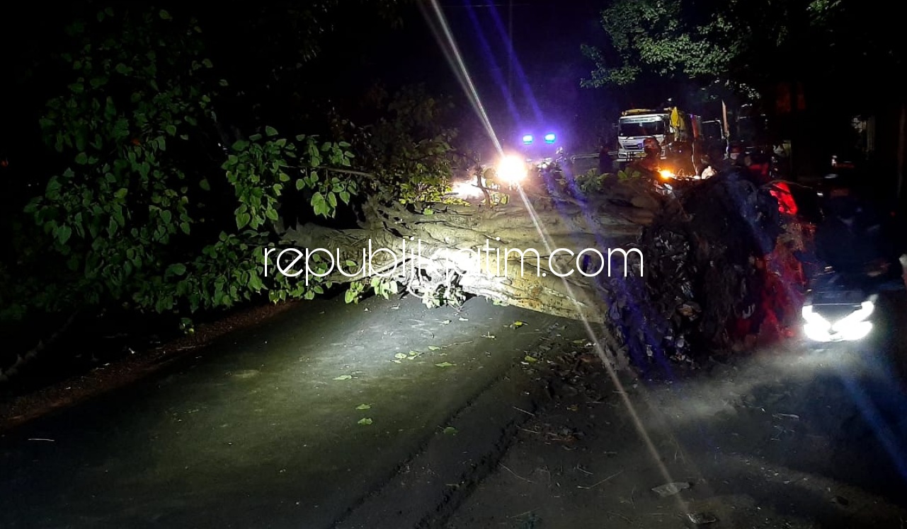 EVAKUASI - Sebuah Pohon Ambar Tumbang di depan parkiran (Kogen) PT Tjiwi Kimia dievakuasi tim relawan Punokawan Mojopahit dan anggota Polsek Tarik dari JL Raya Surabaya-Mojokerto, Jumat (09/10/2020) malam.