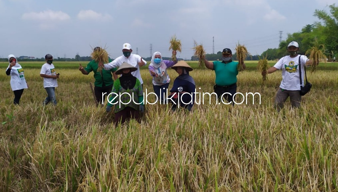 PANEN - Cabup Sidoarjo, Bambang Haryo Soekartono (BHS) berdialog dengan para petani yang panen padi di Desa Segodobancang, Kecamatan Tarik, Sidoarjo, Selasa (20/10/2020).
