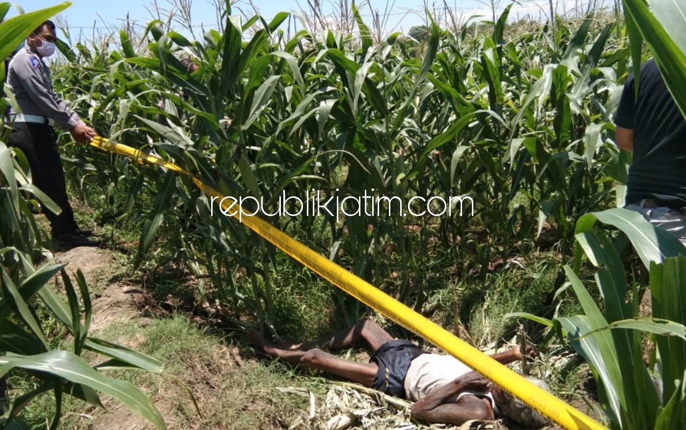 TEWAS - Petugas Polsek Balongbendo mengevakuasi jenazah Ichsan (66) warga Dusun Bakalan, Desa Katerungan, Kecamatan Krian yang tewas di area kebun jagung Dusun Sirapan Krajan, Desa Kemangsen, Kecamatan Balongbendo, Sidoarjo, Kamis (29/10/2020).