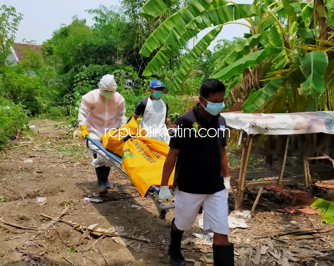 EVAKUASI - Petugas Polsek Porong dan Inafis Polresta Sidoarjo mengevakusi jenazah Yasin (68) yang tewas di kebun singkong warga Dusun Kesamben, Desa Wunut, Kecamatan Porong, Sidoarjo, Sabtu (28/11/2020).