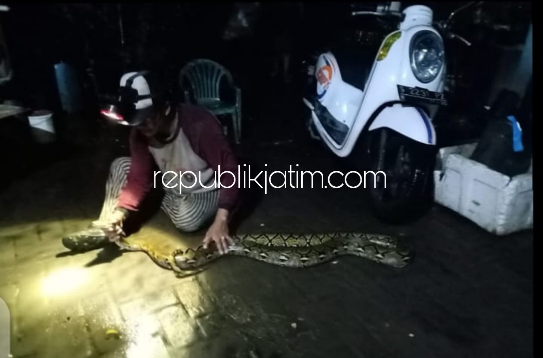 TANGKAP - Salah seorang pencari ikan, Tono saat menunjukkan ular Piton jenis Sanca Kembang ditemukan di sekitar rumah Kepala Dusun Bangunrejo, Desa Tambak Kalisogo, Kecamatan Jabon, Sidoarjo, Minggu (13/02/2022) malam. 