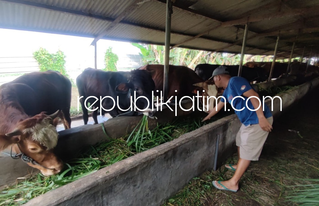 BERSIHKAN - Seorang peternak sapi Desa Maduretno, Kecamatan Taman, Sidoarjo membersihkan kandang sapi miliknya agar terhindar dari wabah Penyakit Kaki dan Mulut (PMK), Rabu (11/05/2022).