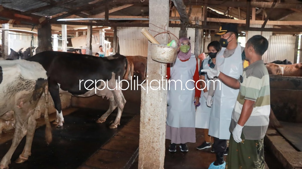 CEK KESEHATAN - Kapolresta Sidoarjo Kombes Pol Kusumo Wahyu Bintoro ditemani PJU Polresta Sidoarjo meninjau beberapa peternakan yang ada di Kecamatan Taman dan Kecamatan Waru, Sidoarjo, Kamis (16/06/2022). 
