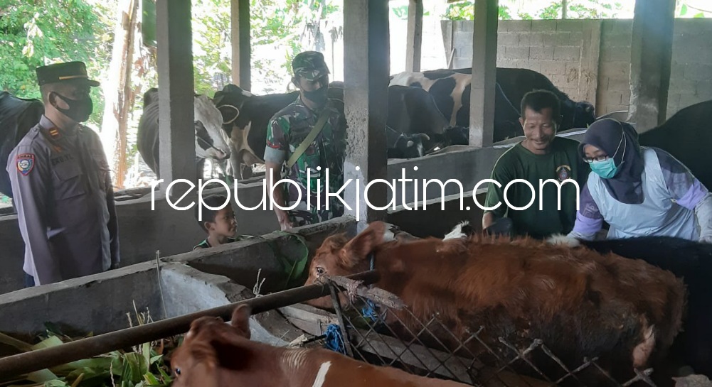 VAKSIN - Sekitar 80 ekor sapi milik peternak asal Kecamatan Prambon, Sidoarjo divaksin booster petugas medis hewan bekerjasama petugas Polsek dan Koramil Prambon, Rabu (27/07/2022).