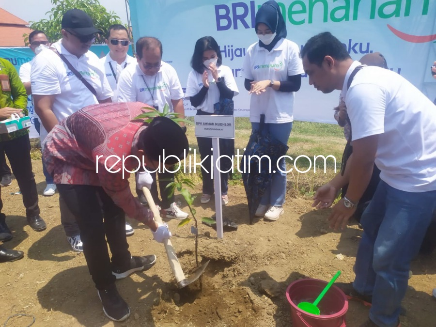 TANAM POHON - Bupati Sidoarjo Ahmad Muhdlro Ali bersama Regional CEO Office Surabaya, Bustomi dan para Kepala Cabang BRI Sidoarjo, Krian dan Waru menanam pohon mangga dan kelengkeng di Desa Tlasih, Kecamatan Tulangan, Sidoarjo, Selasa (06/09/2022).