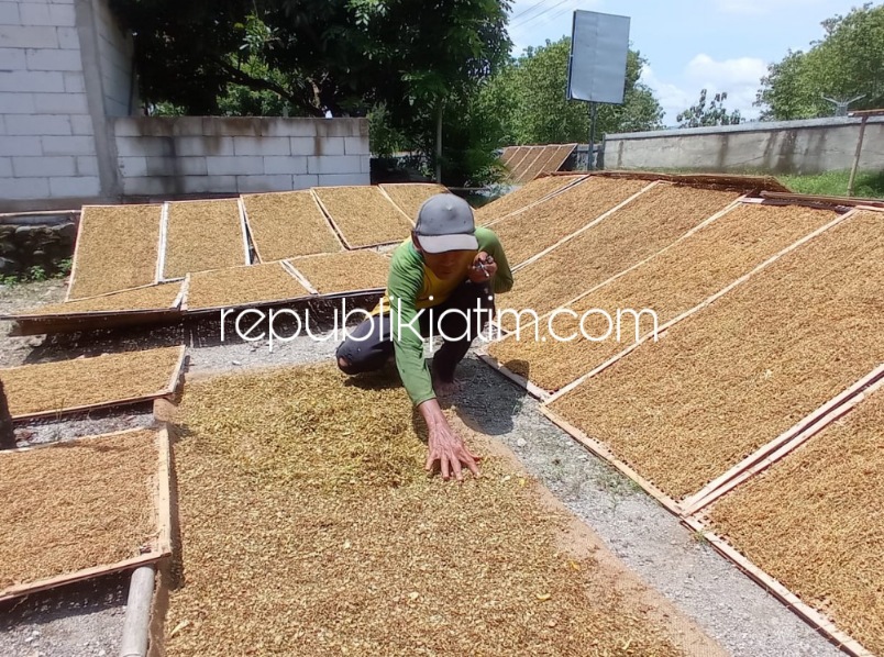 TEMBAKAU - Salah seorang petani tembakau Sahid asal Desa Tatung dan Sadikun asal Desa Purworejo sedang merawat jemuran tembakau dibawah teriknya matahari merasa semangat karena harga tembakau naik, Senin (31/10/2022).