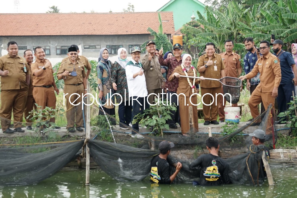 PANEN - Istri Wakil Bupati (Wabup) Sidoarjo, dr Sriatun Subandi bersama Forkopimka Waru dan Kepala Desa Medaeng panen raya budidaya ikan nila di lahan Tanah Kas Desa (TKD) Desa Medaeng, Kecamatan Waru, Sidoarjo, Senin (07/11/2022). 