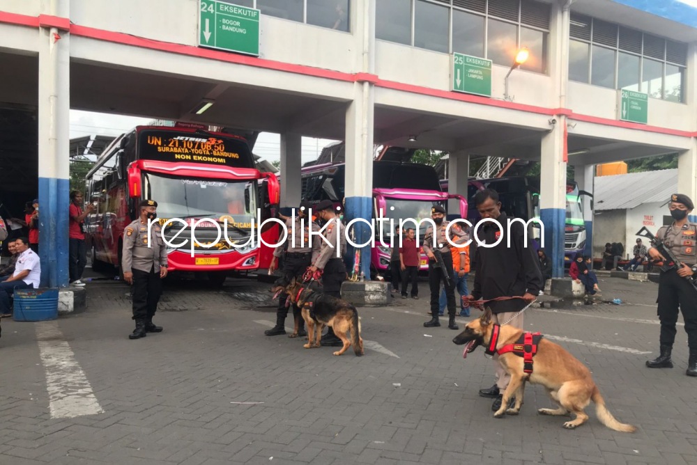 SIAGA - Polresta Sidoarjo mulai mempersiapkan pengamanan menjelang libur Natal dan Tahun Baru (Nataru) 2023 salah satunya mensiagakan Unit Satwa K-9 untuk membantu pengamanan seperti di Terminal Bungurasih, Kecamatan Waru, Sidoarjo, Selasa (20/12/2022).