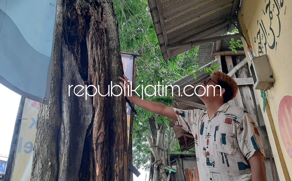 KEROPOS - Kondisi pohon berukuran besar di pinggir JL Raya Simoangin - angin, Kecamatan Wonoayu, Sidoarjo tepat di depan Warkop Millehnia membahayakan pengguna jalan dan masyarakat karena batangnya keropos dimakan usia, Jumat (27/01/2023).