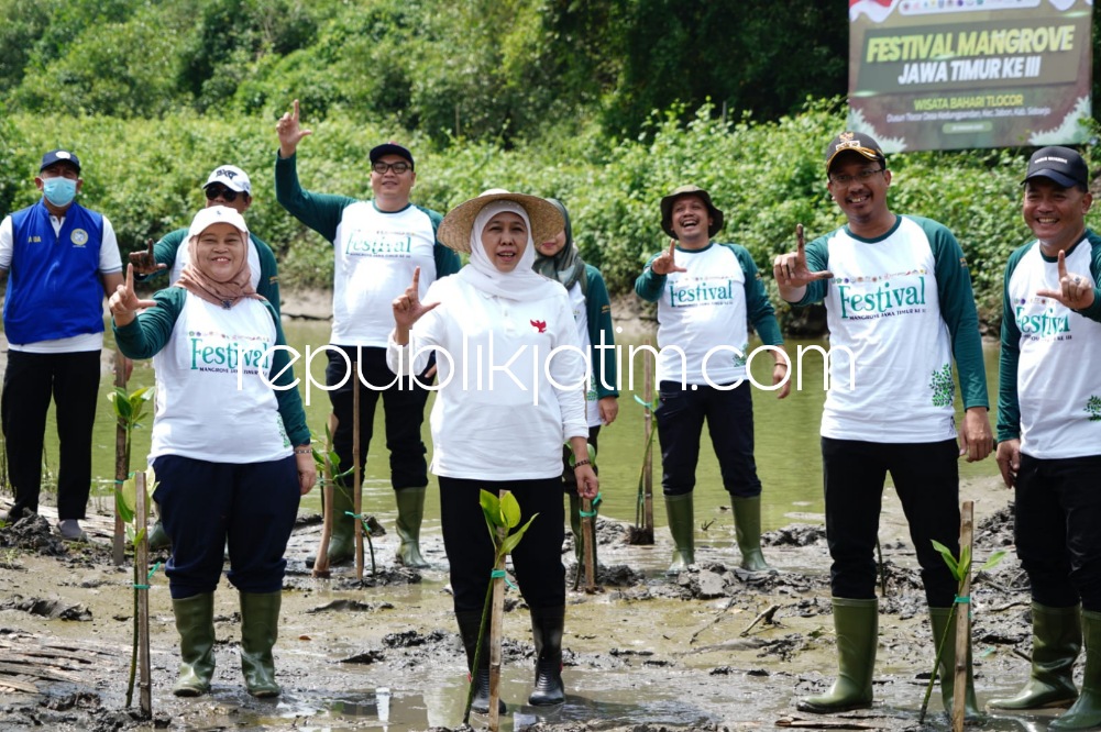 TANAM - Gubernur Jatim, Khofifah Indar Parawansa dan Bupati Sidoarjo, Ahmad Muhdlor tanam pohon mangrove saat Festival Mangrove Jatim ke III yang digelar di Wisata Bahari Tlocor dan Pulau Lusi, Kedungpandan, Jabon, Sidoarjo, Minggu (29/01/2023).