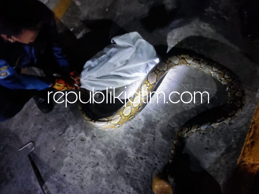 TANGKAP - Sejumlah petugas BPBD Pemkab Sidoarjo menangkap dan mengevakuasi ular phyton sepanjang 3 meter yang diamankan dari rumah M Solikhan (40) warga Dusun Babatan, Desa Jati, Kecamatan Sidoarjo, Jumat (05/05/2023) malam.