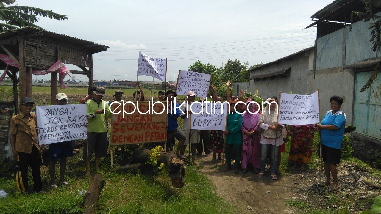 DEMO - Para petani Kelurahan Juwetkenongo, Kecamatan Porong menggelar aksi demo menolak penanaman pohon trembesi di lahan produktif dengan menancapkan poster berbagai macam tulisan di lahan milik Sun City, Rabu (31/01/2018).